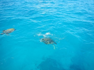 The turtles leading us into the lagoon at LMI
