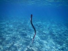 The grace of the beautiful sea snake