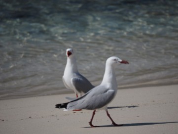 Sea gulls on Adventure island